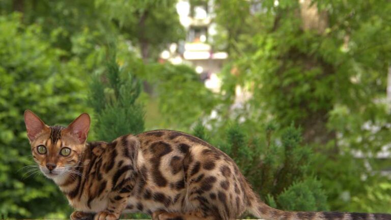 Gato bengal: conheça o gato que parece onça